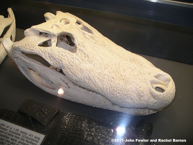 American Alligator Alligator mississippiensis skull 